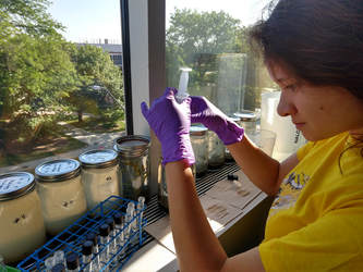 Student taking a water sample from macrophyte experiment in the lab