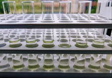 Samples that are slightly green of extracted chlorophyll a in test tubes